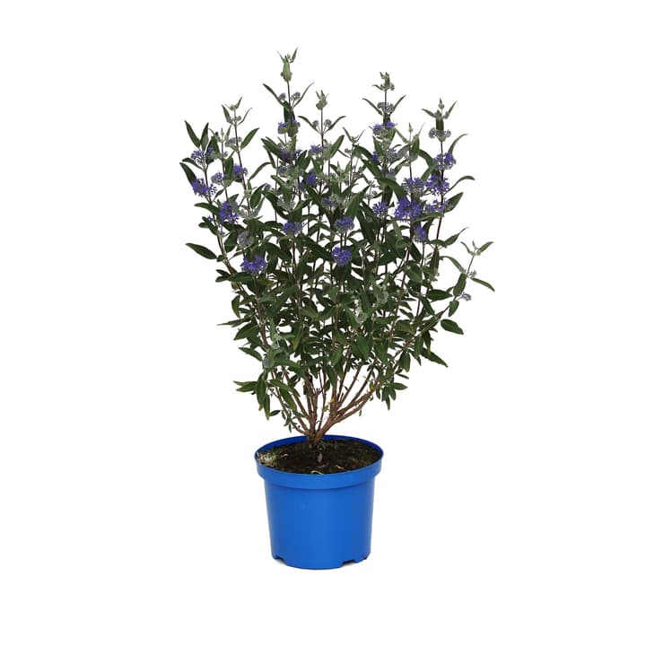 Image of Bartblume Caryopteris 4l Ziergehölz bei Do it + Garden von Migros