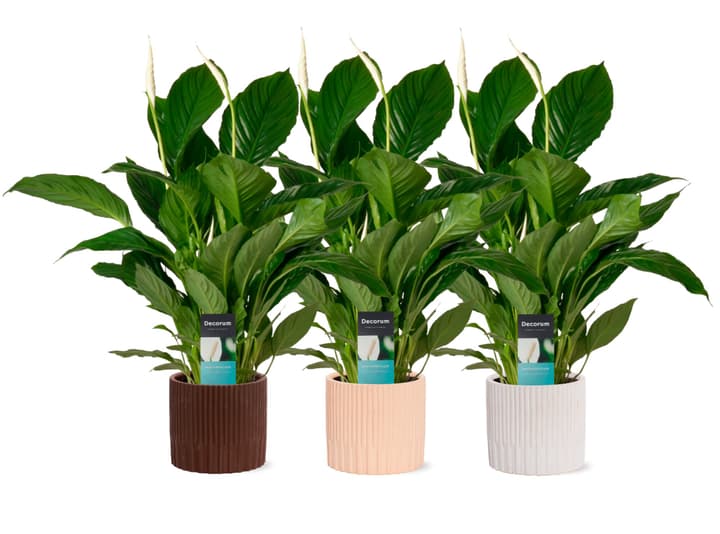 Image of Spathiphyllum Vivaldi Ø17cm Grünpflanze bei Do it + Garden von Migros