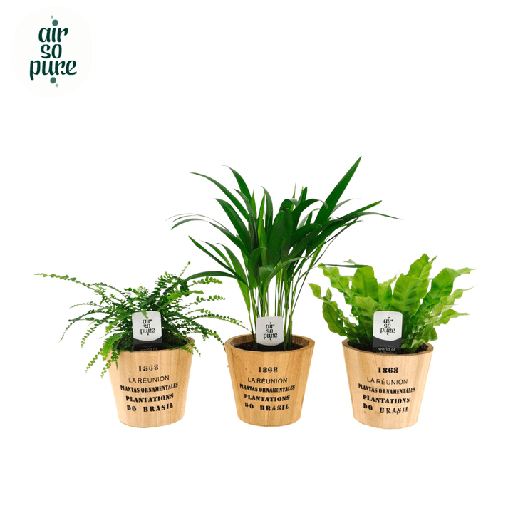 Image of Aire So Pure Mix UT Nairobi Holz 13cm 7er Set Grünpflanze