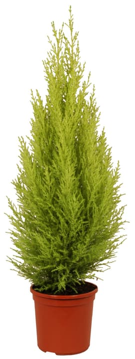 Cupressus Gold Crest 14cm Cupressus Gold Crest 14cm 300206500000 Bild Nr. 1