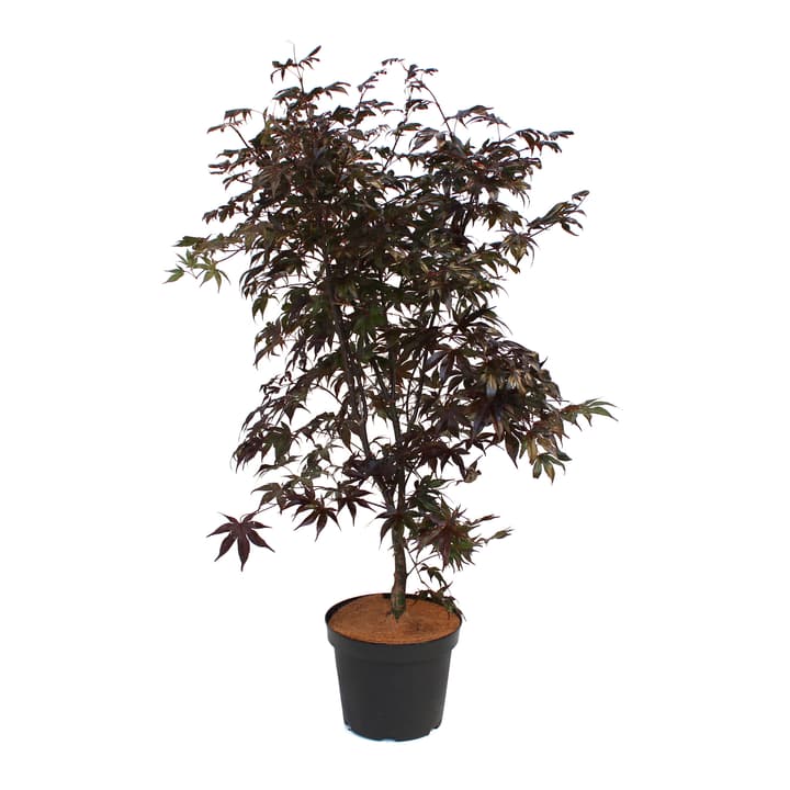 Image of Japanischer Ahorn Acer Bloodgood Ø21cm Ziergehölz bei Do it + Garden von Migros