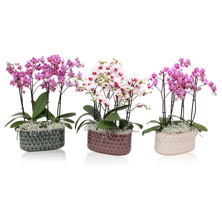 Image of Phalaenopsis Multiflora 4Tr. Ø12cm Grünpflanze bei Do it + Garden von Migros