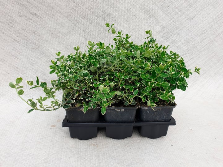 Image of Bodendecker Euonymus (24er Set) Ø9cm Polsterstaude