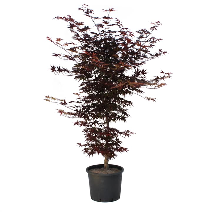 Image of Japanischer Ahorn Acer Bloodgood Ø30cm Ziergehölz bei Do it + Garden von Migros