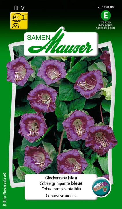 Image of Samen Mauser Glockenrebe blau Blumensamen