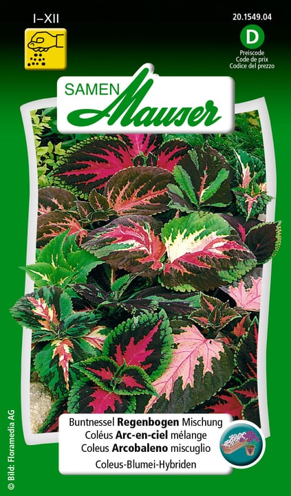 Samen Mauser Coléus Arc-en-ciel mélange Semences de fleurs Coléus Arc-en-ciel mélange Semences de fleurs Samen Mauser 650102701000 Contenu 0.1 g ( env. 50 plantes ou 4 m² ) Photo no. 1