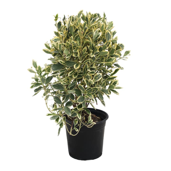 Image of Spindelstrauch Euonymus Kathy 5l Ziergehölz