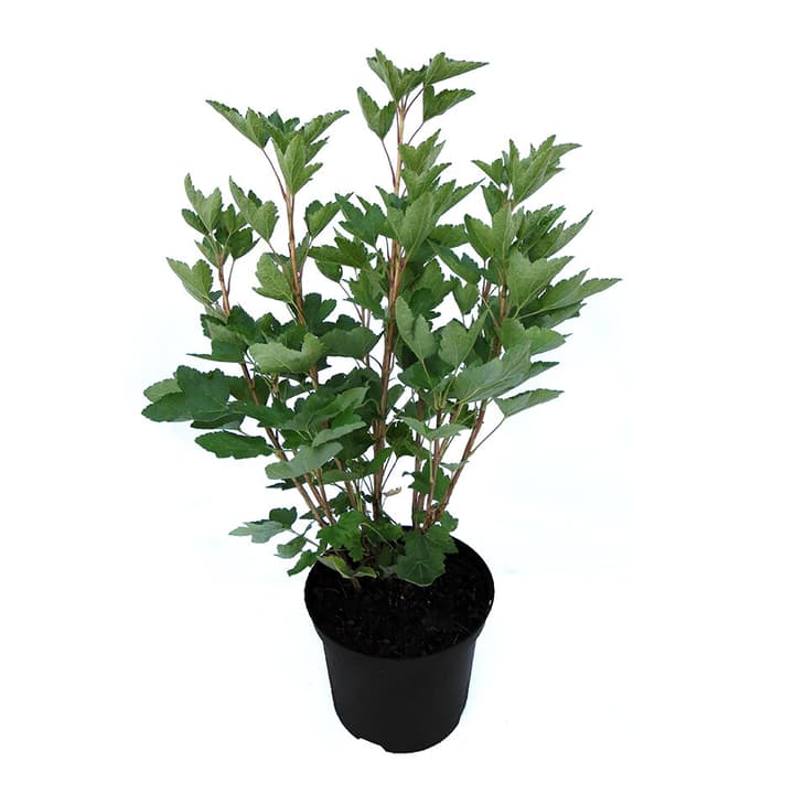 Image of Johannisbeere Weisse Versailler 5l Beerenobst bei Do it + Garden von Migros