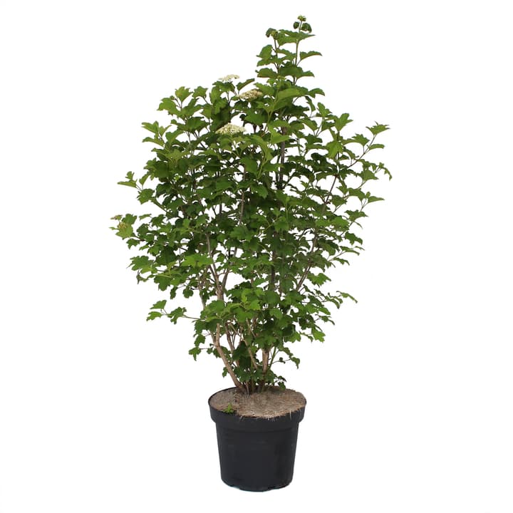 Image of Schneeball Viburnum opulus 7l Ziergehölz bei Do it + Garden von Migros