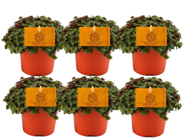 Image of Schönpolster Callisia Turtle (6er Set) Ø10.5cm Grünpflanze bei Do it + Garden von Migros