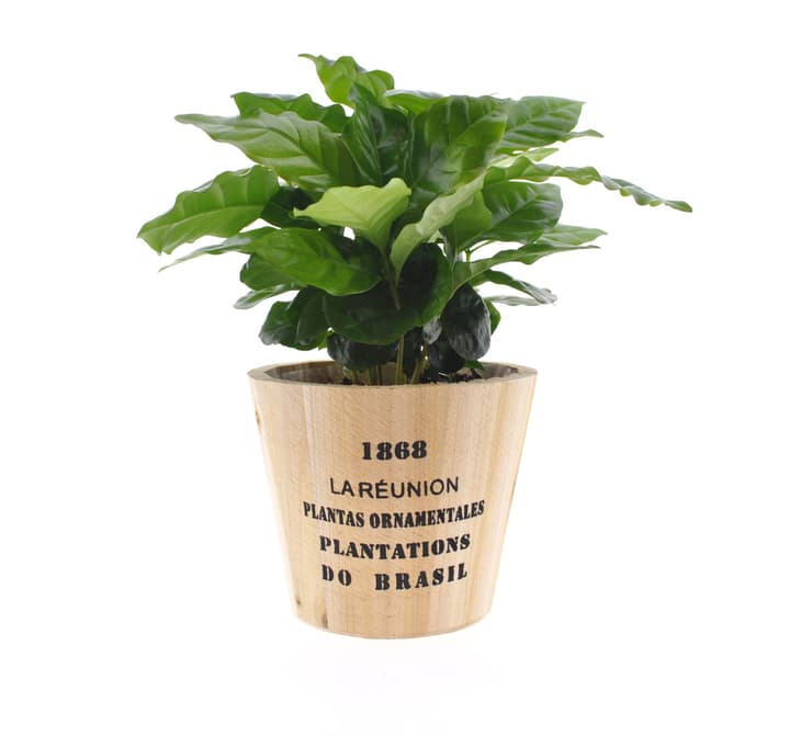 Image of Coffea Arabica in Nairobi Topf 7er Set 13cm Grünpflanze