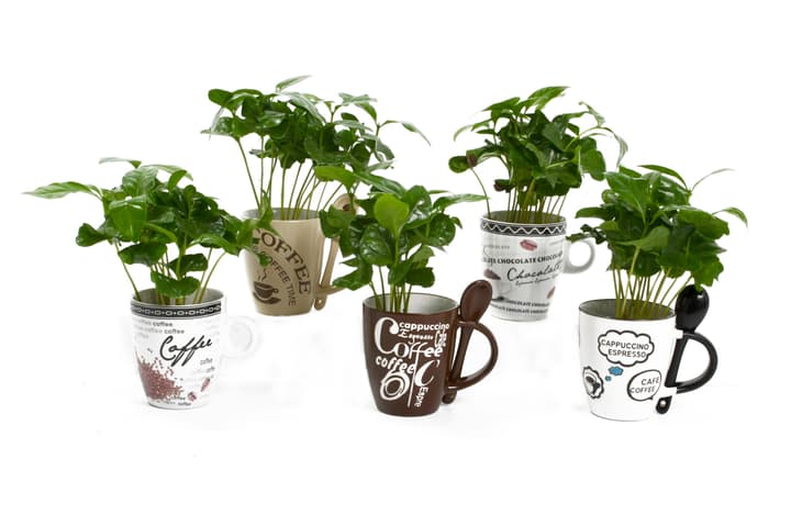 Image of Coffea arabica (5er Set) Ø6cm Grünpflanze bei Do it + Garden von Migros