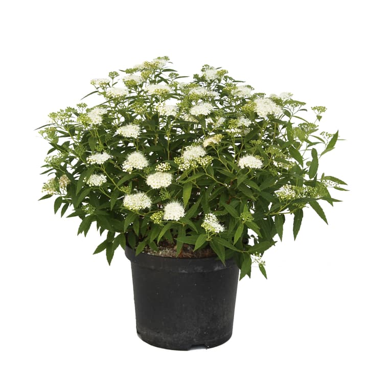 Image of Spierstrauch Albiflora 3.5l Ziergehölz bei Do it + Garden von Migros