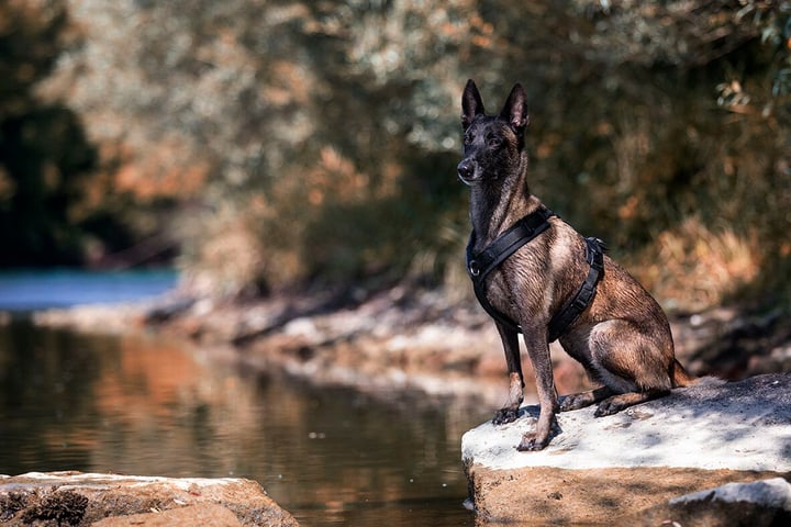 Image of Anny-X Geschirr Fun schwarz-schwarz M Hals 30 - 48 cm / Brust 62 74 Hundegeschirr