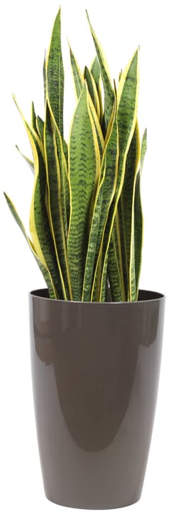 Image of Bogenhanf Sansevieria Laurentii im Übertopf Ø29cm Grünpflanze