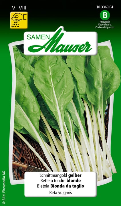 Image of Samen Mauser Schnittmangold gelber Gemüsesamen bei Do it + Garden von Migros