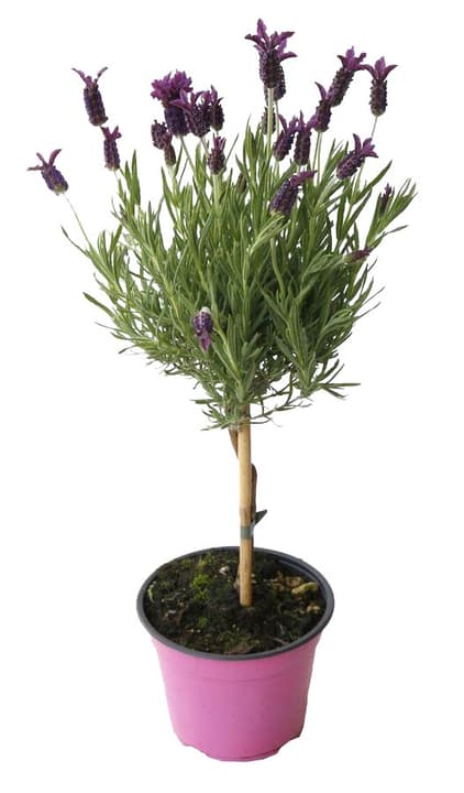 Lavendel stoech.St. Lavendel stoech.St. 307017600000 Topfgrösse 14 cm Bild Nr. 1