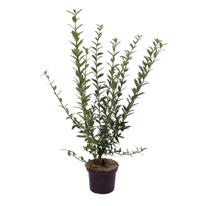 Image of Liguster Ligustrum vulgare Atrovirens 5l Heckenpflanze bei Do it + Garden von Migros