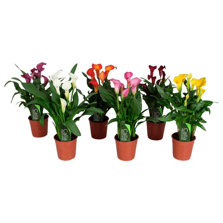Image of Calla Zantedeschia Farbenmix (6er Set) Ø13cm Blühpflanze