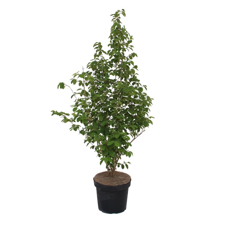 Image of Heckenkirsche Lonicera xylosteum 7l Ziergehölz