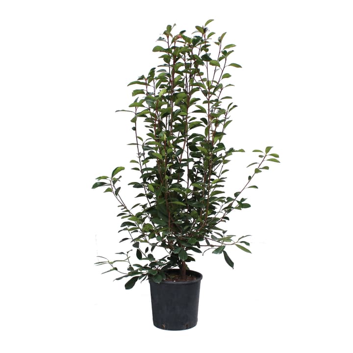 Image of Glanzmispel Photinia x Fraseri 15l Heckenpflanze bei Do it + Garden von Migros