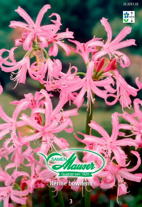 Image of Samen Mauser Nerine bowdenii Blumenzwiebeln