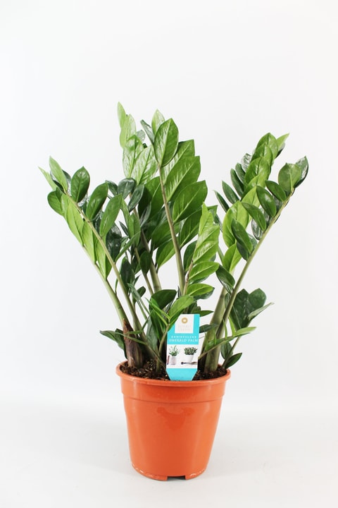 Image of Glücksfeder Zamioculcas Ø21cm Grünpflanze