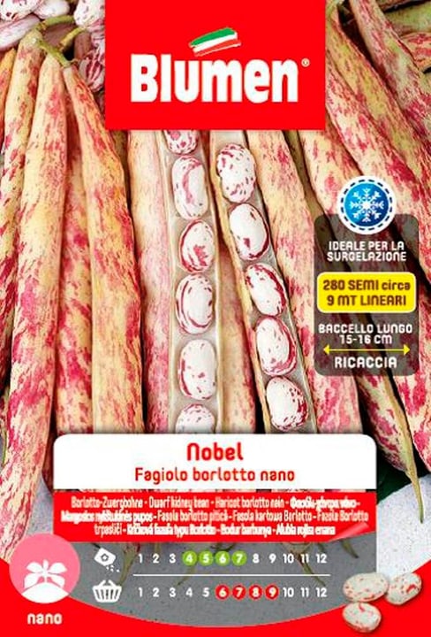 Blumen Fagiolo di Bush BORLOTTI NOBEL