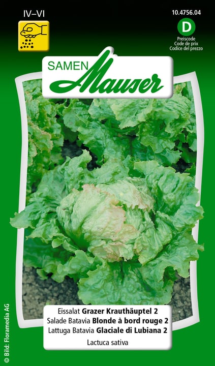 Image of Samen Mauser Eissalat Grazer Krauthäuptl 2 Gemüsesamen bei Do it + Garden von Migros
