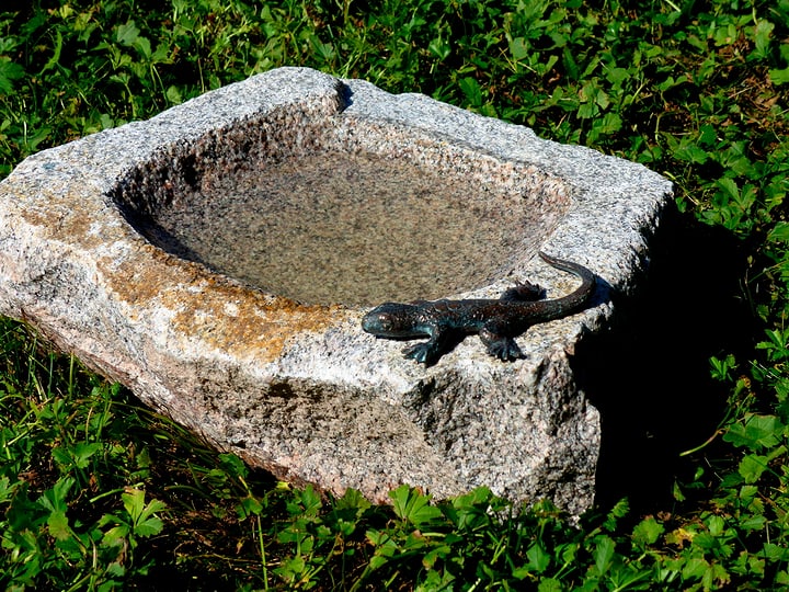 Image of Eidechse Vogeltränke bei Do it + Garden von Migros