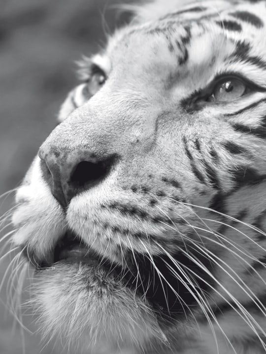 TIGER Poster TIGER Poster 431817830403 Grösse B: 30.0 cm x T: 0.1 cm x H: 40.0 cm Bild Nr. 1