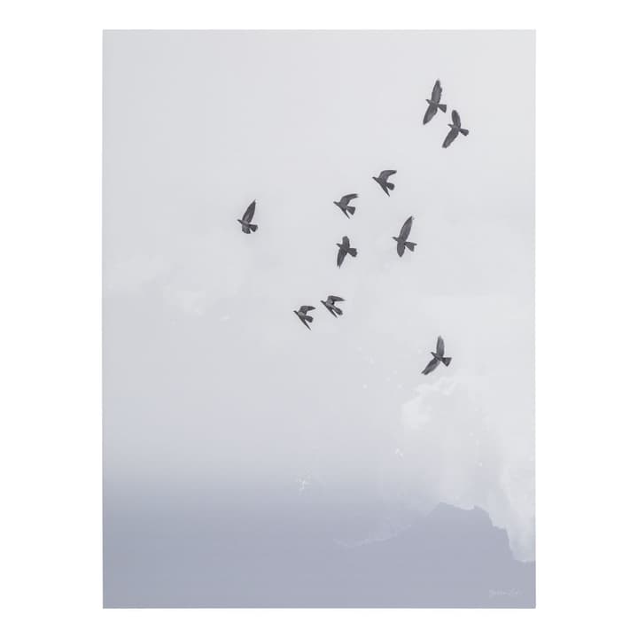BIRDS Poster BIRDS Poster 384025000000 Photo no. 1