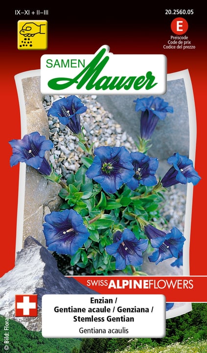 Samen Mauser Gentiane acaule Semences de fleurs Gentiane acaule Semences de fleurs Samen Mauser 650103401000 Contenu 0.04 g Photo no. 1