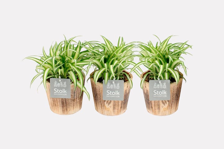 Image of Chlorophytum (6er Set) Ø13cm Grünpflanze