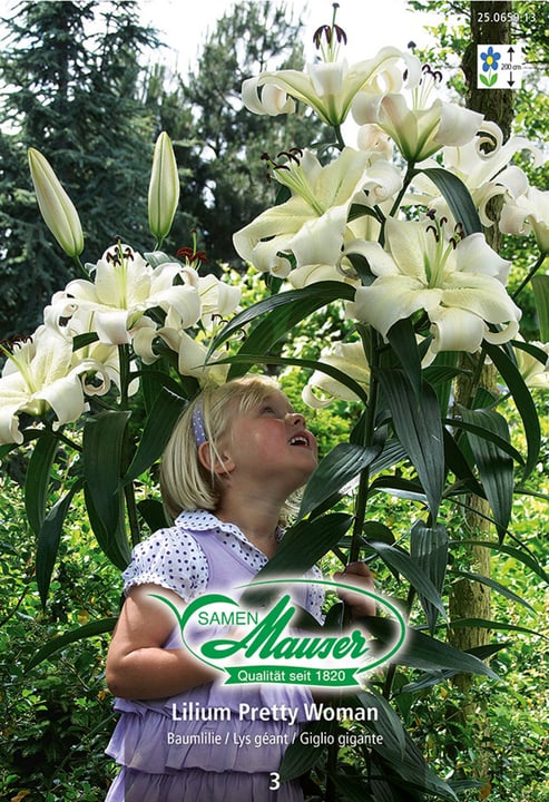 Image of Samen Mauser Baumlilie Pretty Woman, 3 Zwiebeln Blumenzwiebeln