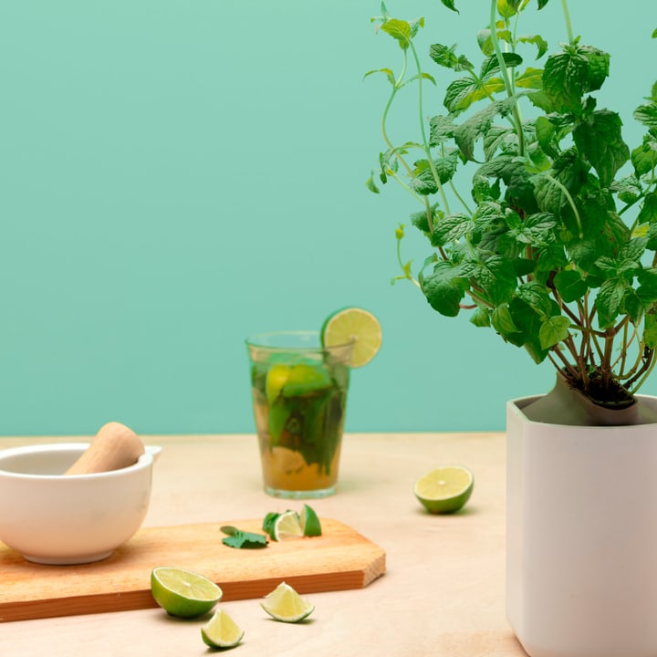 Image of Prêt à Pousser Set Captain Happy Hour Kräuterkapsel bei Do it + Garden von Migros