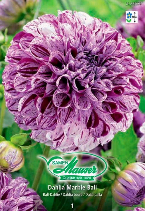 Image of Samen Mauser Ball-Dahlie Marble Ball Blumenzwiebeln