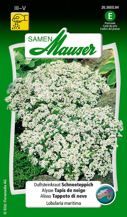 Image of Samen Mauser Duftsteinkraut Schneeteppich Blumensamen