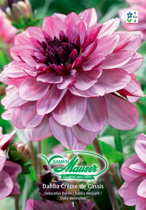 Image of Samen Mauser Dahlia Crème de Cassis Blumenzwiebeln