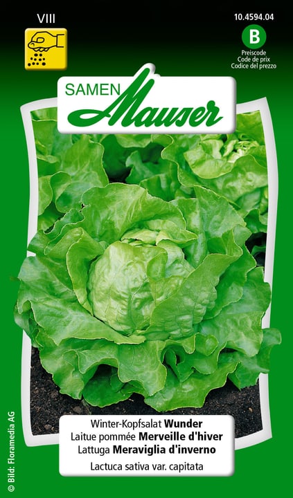 Image of Samen Mauser Winter-Kopfsalat Wunder Gemüsesamen bei Do it + Garden von Migros