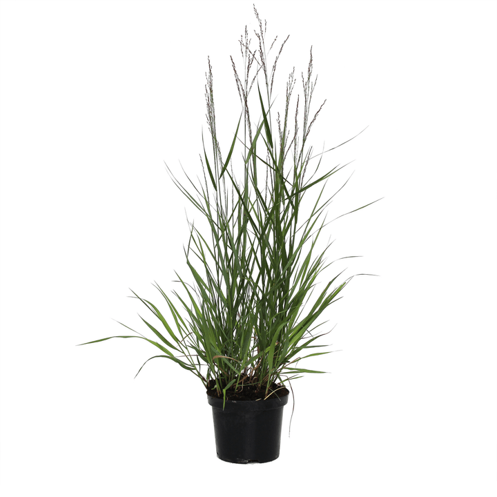 Image of Rutenhirse Panicum Rehbraun Ø19cm Ziergras bei Do it + Garden von Migros
