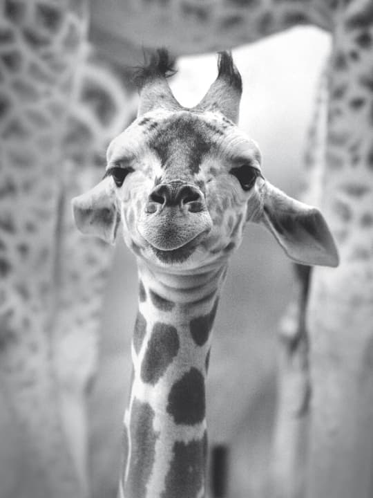 GIRAFFE Poster GIRAFFE Poster 431817830404 Grösse B: 30.0 cm x T: 0.1 cm x H: 40.0 cm Bild Nr. 1