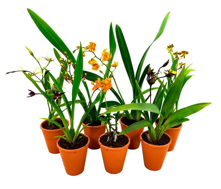 Image of Orchidee Mix in Terra UT (6er Set) Ø8cm bei Do it + Garden von Migros
