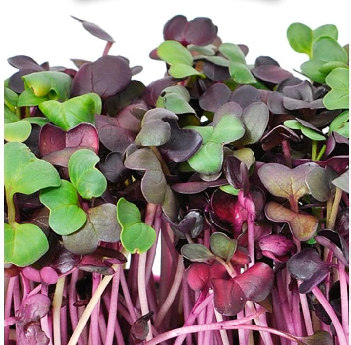 Image of Gusta Garden Samen Microgreens Radies HARRY HERBS Microgreen
