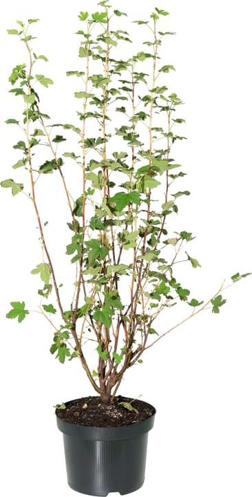 Ribes Sanguineum King Edward 5l Ribes Sanguineum King Edward 5l 306022000000 Bild Nr. 1