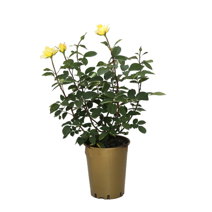 Image of Duftrose Golden Silk 6l Rose bei Do it + Garden von Migros