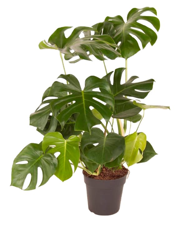 Image of Fensterblatt Monstera Deliciosa Ø24cm Blattschmuckpflanze bei Do it + Garden von Migros