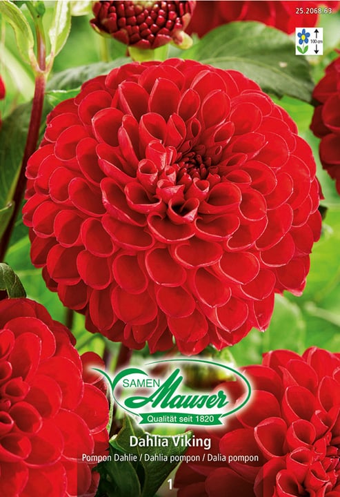 Image of Samen Mauser Ball-Dahlie Viking Blumenzwiebeln