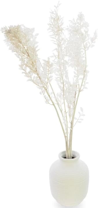 Soli Collection Fleurs séchées Ruscus 70-75 cm, Blanc Fleurs séchées