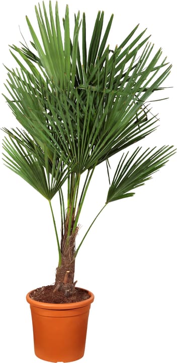 Trachycarpus Trachycarpus 304006600000 Topfgrösse 28 cm Bild Nr. 1